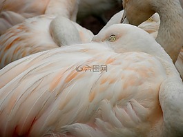 鳥(niǎo),羽毛,自然