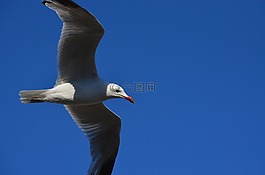 海鷗,鳥,飛