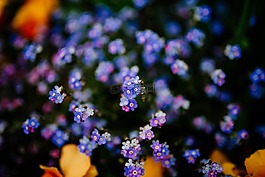 紫色,花,盛开
