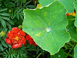 花卉,羅莎,拖放