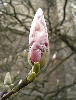 玉蘭花蕾,frühlingsanfang,芽