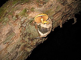 蘑菇,性質(zhì),樹