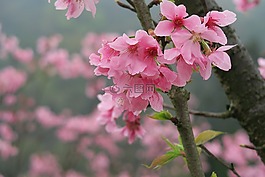 花,植物,大自然