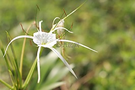 白色的花,花卉,模糊的背景
