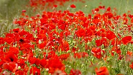 罌粟,klatschmohn,花