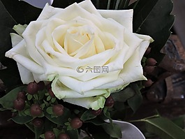 玫瑰,白,婚禮