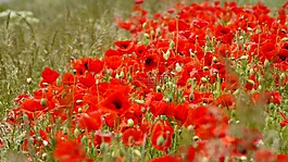 罂粟,klatschmohn,花