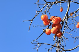 甜柿,茄子,水果