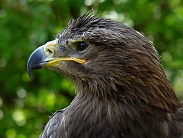 野生動物,sas,鳥