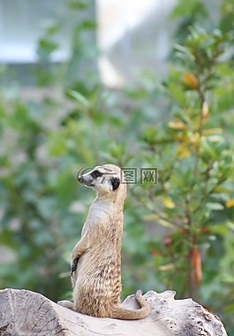 性質(zhì),野生動物,動物