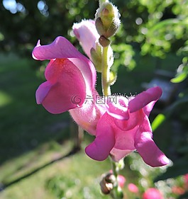 花,粉紅色,野生