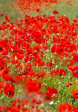 罌粟,klatschmohn,花
