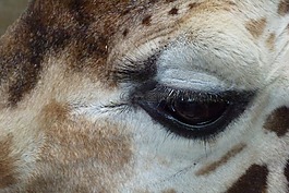 長頸鹿,眼,動物