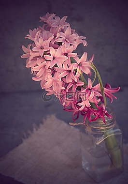 風(fēng)信子,花,粉紅色