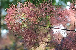 煙霧廠,植物,植物區(qū)系