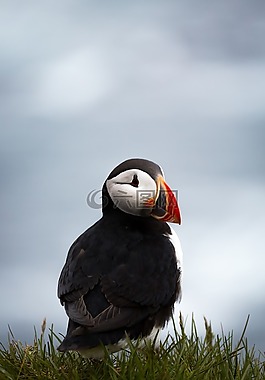 海雀,鳥,動物