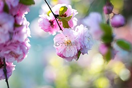 粉紅色,花,盛開