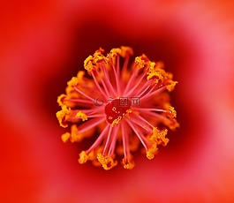 紅色,花,特寫