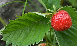 莓果,草莓,野草莓