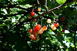rowanberries,浆果,性质