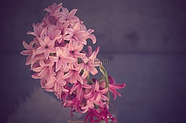 風(fēng)信子,花,粉紅色