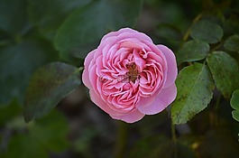 花,玫瑰,性質(zhì)