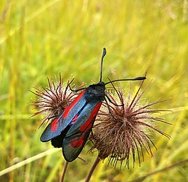 昆蟲(chóng),紅色,甲蟲(chóng)