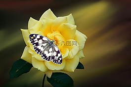 玫瑰,花,開花