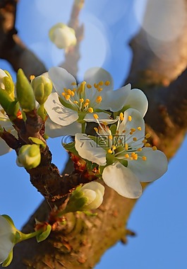 木材,性質(zhì),花卉