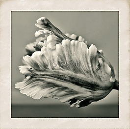 郁金香,花,性質(zhì)