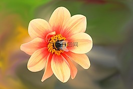 嬌琴紗,花,開花