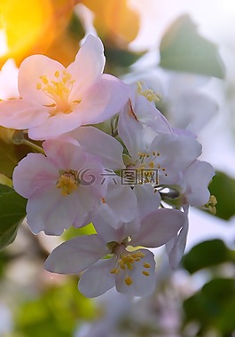 花卉,植物,性質(zhì)