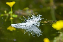 春天,放寬,軟