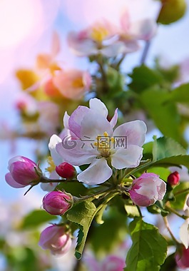 花卉,性質(zhì),植物