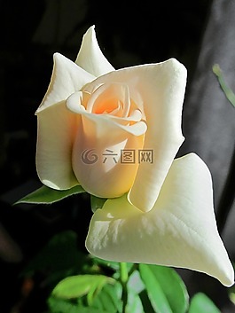 花卉,玫瑰,粉紅色