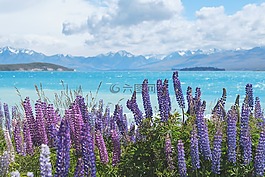 自然,水華,開花