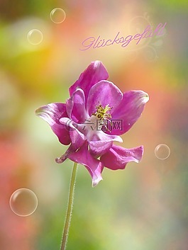 鴿的,紫,花