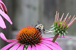 蜜蜂,花粉,蜂蜜