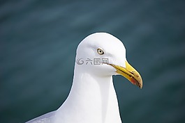 海鷗,鳥(niǎo),動(dòng)物區(qū)系