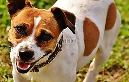 杰克羅素,小獵犬,播放