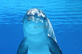 海豚,海洋哺乳動物,水