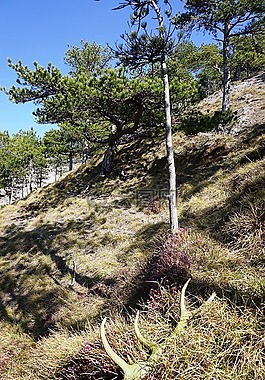 高山,自然幽默,黑松林