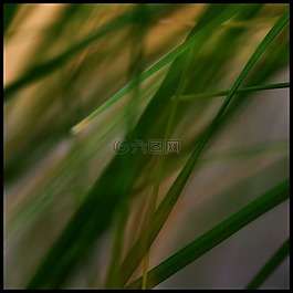 草,石,芦苇
