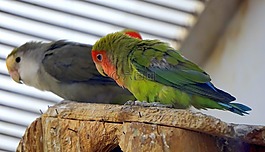 鳥,熱帶,熱帶鳥