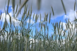 玉米,小麥,培養(yǎng)的