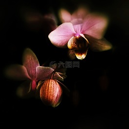 花,廠,粉紅色