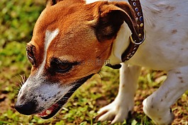 杰克羅素,小獵犬,播放