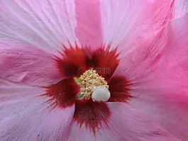 芙蓉,hibisceae,粉紅色的花