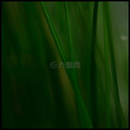 草,石,芦苇