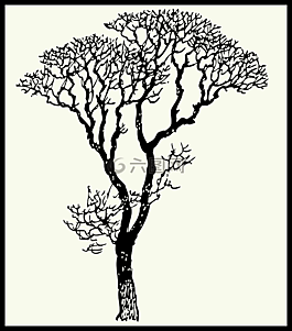 樹,分支機(jī)構(gòu),高大